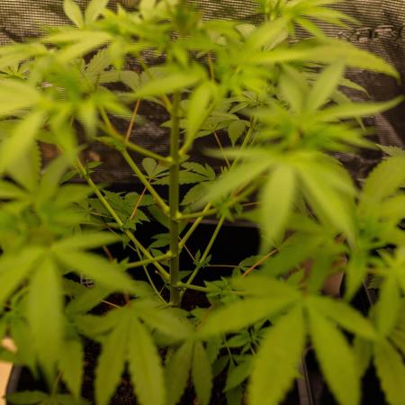 Afghani Gold - Spliff Seeds