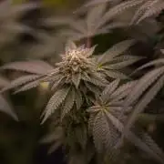 Z42 - FastBuds
