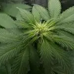 Super Skunk - Spliff Seeds
