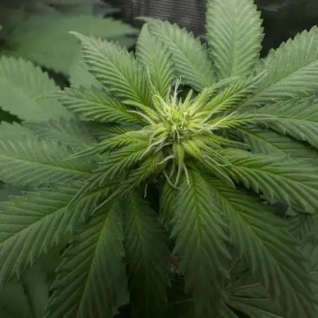 Super Skunk - Spliff Seeds