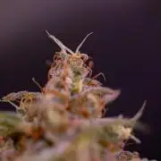 Purple Berry Kush - Spliff Seeds