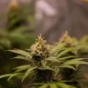 San Fernando Valley Kush-Paradise Seeds
