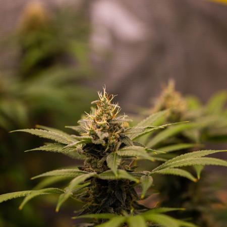 San Fernando Valley Kush-Paradise Seeds