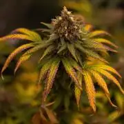 Amnesia - Paradise Seeds