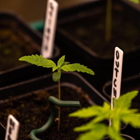 Dutch Blue Auto - Spliff Seeds