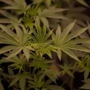 Special Kush - Paradise Seeds