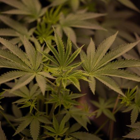 Special Kush - Paradise Seeds