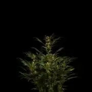 Lemon Crem Kush Auto - Spliff Seeds