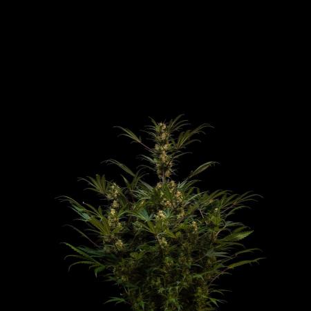 Lemon Crem Kush Auto - Spliff Seeds
