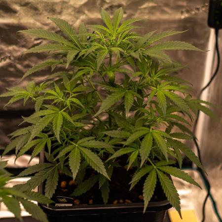 Paradise Seeds - Doppler