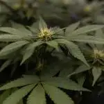 Space Cookies- Paradise Seeds
