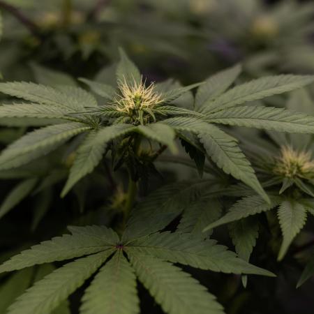 Space Cookies- Paradise Seeds