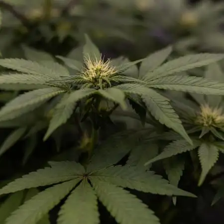 Space Cookies- Paradise Seeds