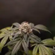 Gelato - Spliff Seeds