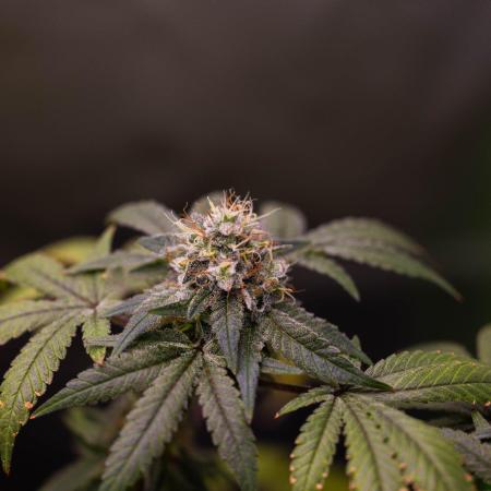 Gelato - Spliff Seeds