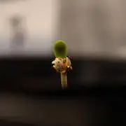 Paradise Seeds - Stromboli Auto