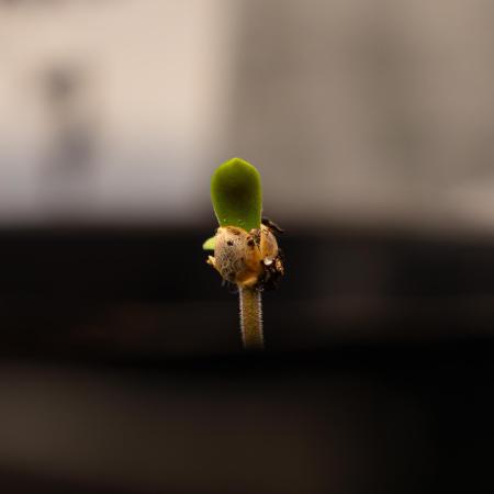 Paradise Seeds - Stromboli Auto