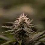 Zkittlez - Spliff Seeds