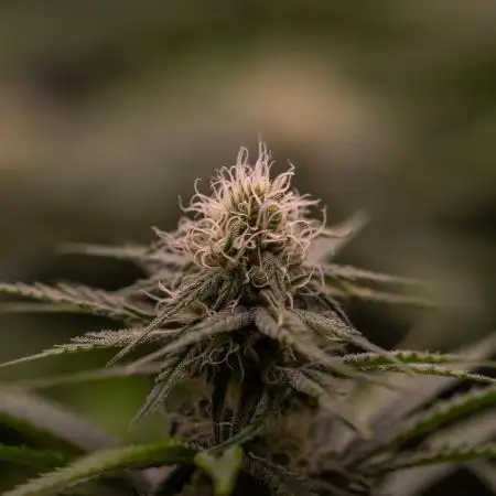 Zkittlez - Spliff Seeds