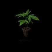 Afghani Gold - Spliff Seeds
