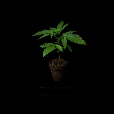 Afghani Gold - Spliff Seeds