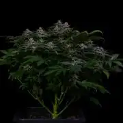 Spliff Seeds - Spliff Cheese