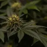 Tester 501x51 - Paradise Seeds