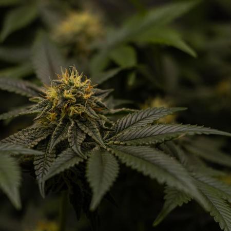 Tester 501x51 - Paradise Seeds
