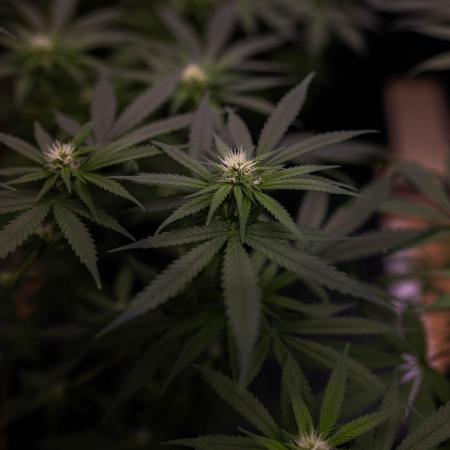 San Fernando Valley Kush-Paradise Seeds