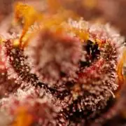 Purple Lemonade Auto RF3 - FastBuds