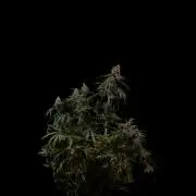 Paradise Seeds - Tester#35405