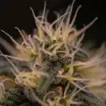 Super Skunk - Spliff Seeds