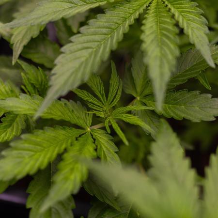 Paradise Seeds - Pandora Auto