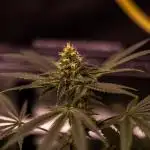 Paradise Seeds - Tester#35405
