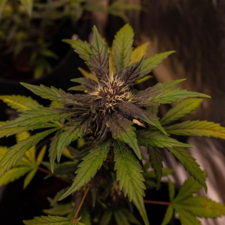 Purole Lemonade Auto RF3 - FastBuds