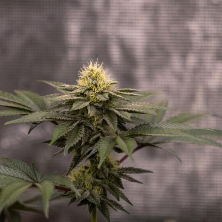 Biscotti Gelato - FastBuds