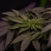 Z42 - FastBuds