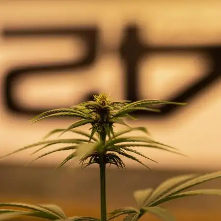 Fast Buds - Tropicana Cookies FF