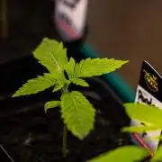 Paradise Seeds - Pandora Auto