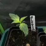 Blue Dream Auto - Spliff Seeds