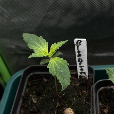 Blue Dream Auto - Spliff Seeds