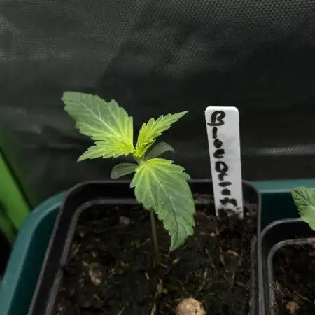Blue Dream Auto - Spliff Seeds