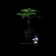 Strawberry Gorilla Auto RF3 - FastBuds