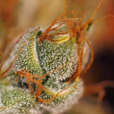Spliff Seeds - Mint Runtz