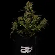 Mendo Guavo Auto