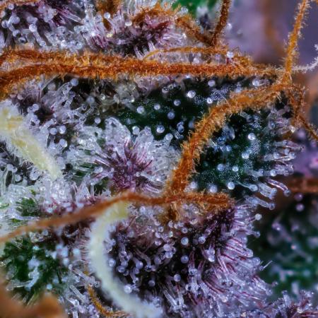 Spliff Seeds - Gold Bar Kush