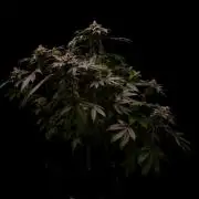 Fast Buds - Lemon Paya