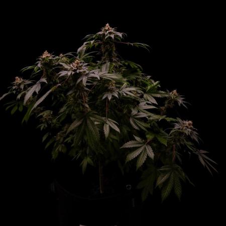 Fast Buds - Lemon Paya