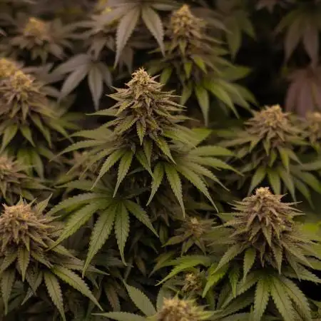 Mega Power Plant - Spliff Seeds