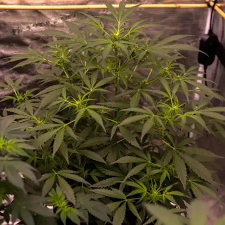 Paradise Seeds - Doppler